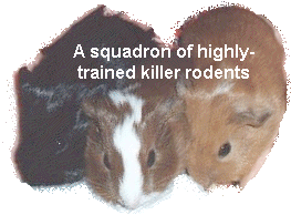 A squadron of highly trained killer rodents